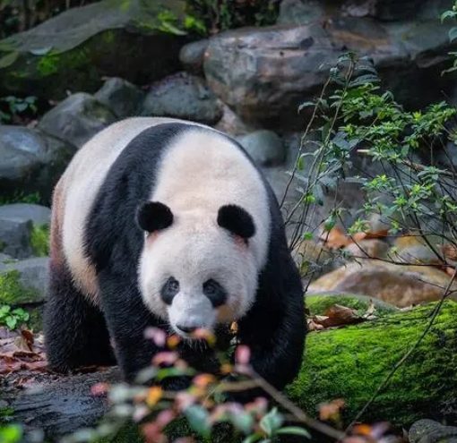 panda