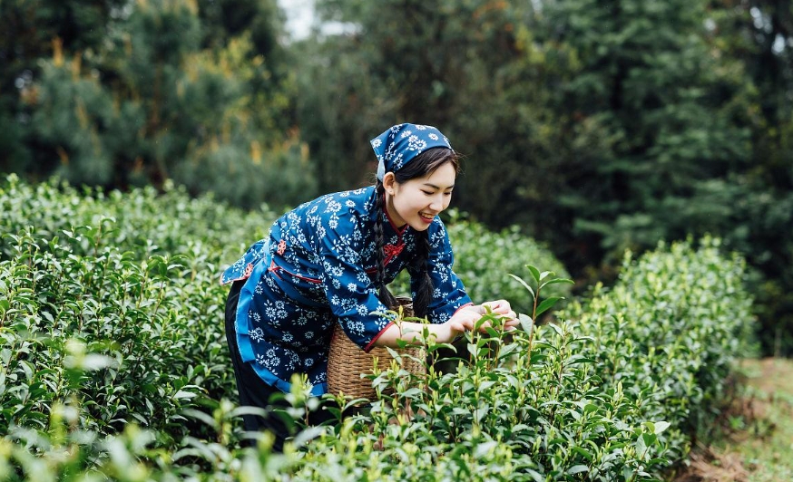 Meijiawu tea plantation